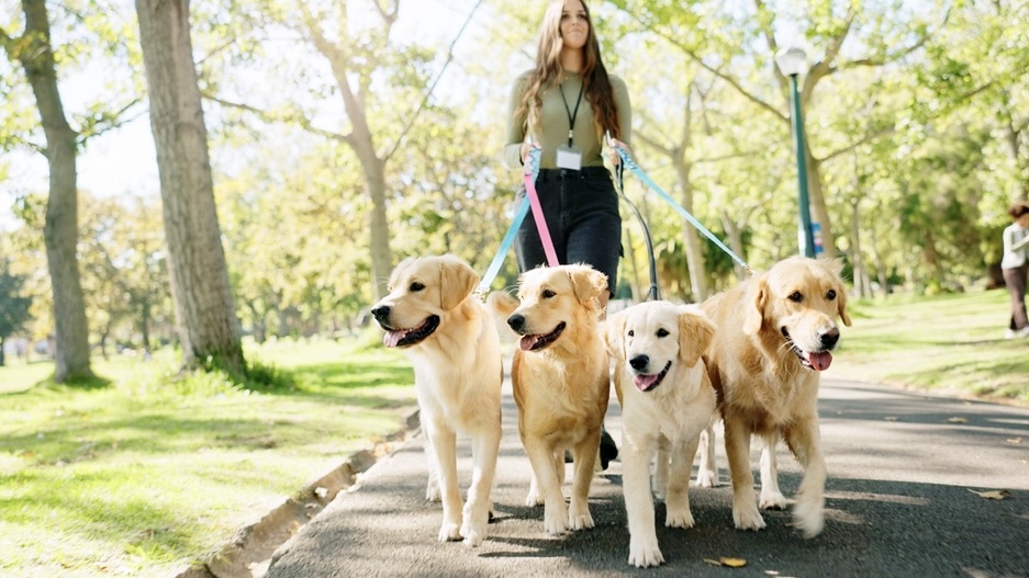 Geld verdienen mit Petsitting: Tipps und Tricks für den Erfolg